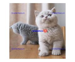 Schattige Britse Korthaar/Scottish Fold Blauw en Lilac kitten tekoop (WhatsApp : +31687397262).