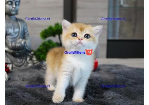 Britse Korthaar/Scottish Fold Blauw en Lilac kitten €150 Whatsapp-nummer: +32 460224753