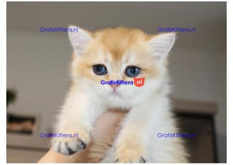 Britse Korthaar/Scottish Fold Blauw en Lilac kitten €150 Whatsapp-nummer: +32 460224753