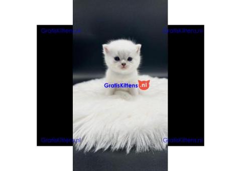 Britse Korthaar/Scottish Fold Blauw en Lilac kitten €150 Whatsapp-nummer: +32 460224753