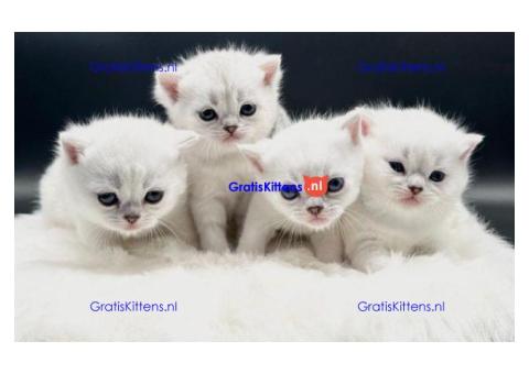 Britse Korthaar/Scottish Fold Blauw en Lilac kitten €150 Whatsapp-nummer: +32 460224753