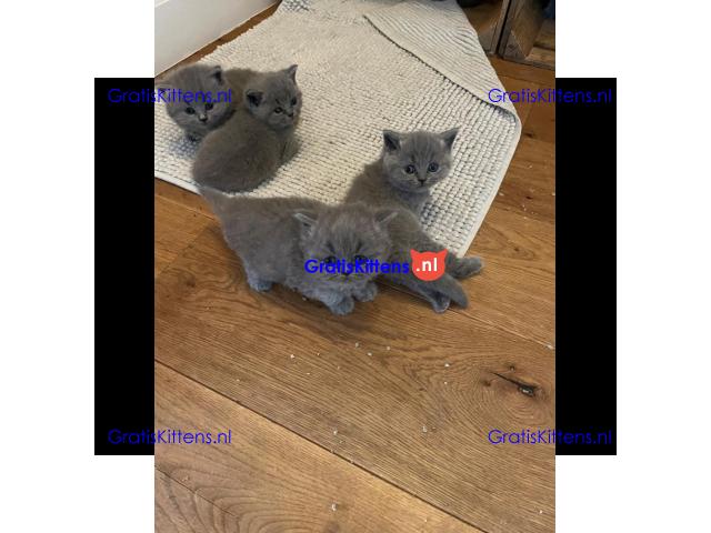 Britse Korthaar/Scottish Fold Blauw en Lilac kitten €150 Whatsapp-nummer: +32 460224753