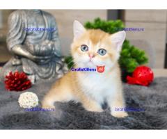Britse Korthaar/Scottish Fold Blauw en Lilac kitten €150 Whatsapp-nummer: +32 460224753