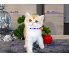 Britse Korthaar/Scottish Fold Blauw en Lilac kitten €150 Whatsapp-nummer: +32 460224753