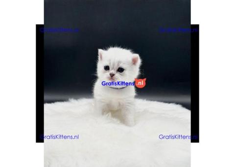 Britse Korthaar/Scottish Fold Blauw en Lilac kitten €150 Whatsapp-nummer: +32 460224753