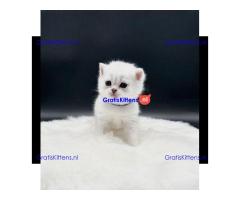 Britse Korthaar/Scottish Fold Blauw en Lilac kitten €150 Whatsapp-nummer: +32 460224753