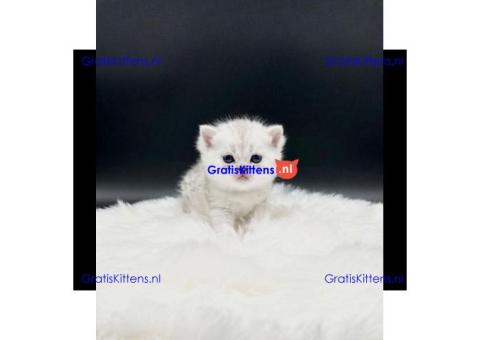 Britse Korthaar/Scottish Fold Blauw en Lilac kitten €150 Whatsapp-nummer: +32 460224753