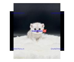 Britse Korthaar/Scottish Fold Blauw en Lilac kitten €150 Whatsapp-nummer: +32 460224753