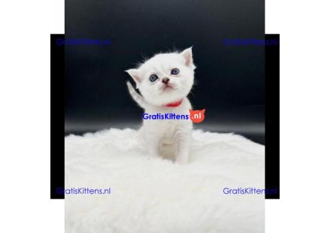 Britse Korthaar/Scottish Fold Blauw en Lilac kitten €150 Whatsapp-nummer: +32 460224753