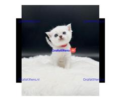 Britse Korthaar/Scottish Fold Blauw en Lilac kitten €150 Whatsapp-nummer: +32 460224753