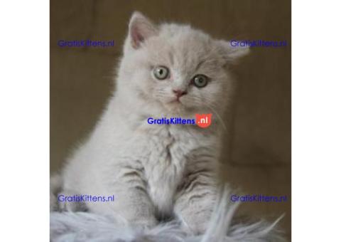 Schattige Britse Korthaar/Scottish Fold Blauw en Lilac kitten tekoop (WhatsApp : +31687397262).