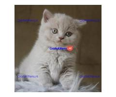 Schattige Britse Korthaar/Scottish Fold Blauw en Lilac kitten tekoop (WhatsApp : +31687397262).