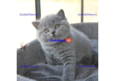Liefdevolle Britse Korthaar Kittens Tekoop ( WhatsApp : +31687397262 ).