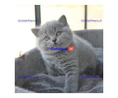 Liefdevolle Britse Korthaar Kittens Tekoop ( WhatsApp : +31687397262 ).