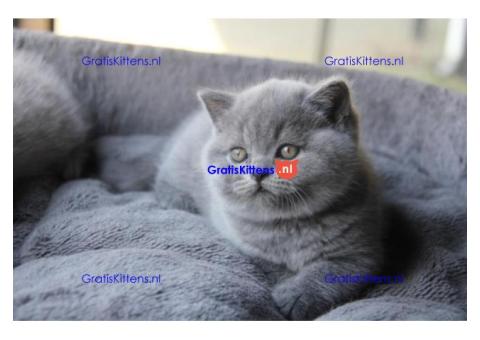 Charmante Britse Korthaar Kittens Tekoop ( WhatsApp : +31687397262 ).