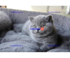 Charmante Britse Korthaar Kittens Tekoop ( WhatsApp : +31687397262 ).
