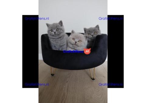 Prachtige Britse Korthaar/Scottish Fold Blauw en Lilac kitten tekoop (WhatsApp : +31687397262) .