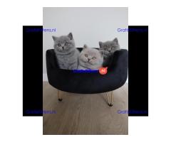 Prachtige Britse Korthaar/Scottish Fold Blauw en Lilac kitten tekoop (WhatsApp : +31687397262) .