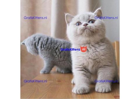 Intelligente Britse Korthaar/Scottish Fold Blauw en Lilac kitten tekoop (WhatsApp : +31687397262).