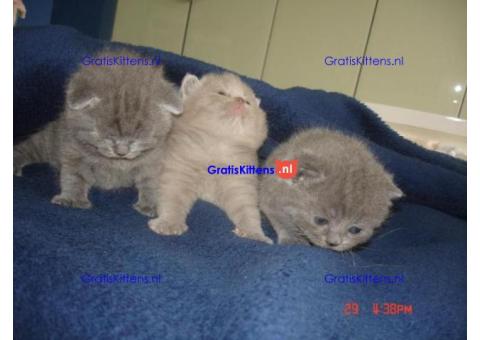 Britse Korthaar/Scottish Fold Blauw en Lilac kitten €  Whatsapp-nummer: +32 460224753