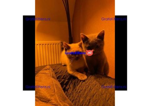 Britse Korthaar/Scottish Fold Blauw en Lilac kitten €  Whatsapp-nummer: +32 460224753