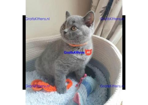 Britse Korthaar/Scottish Fold Blauw en Lilac kitten €  Whatsapp-nummer: +32 460224753