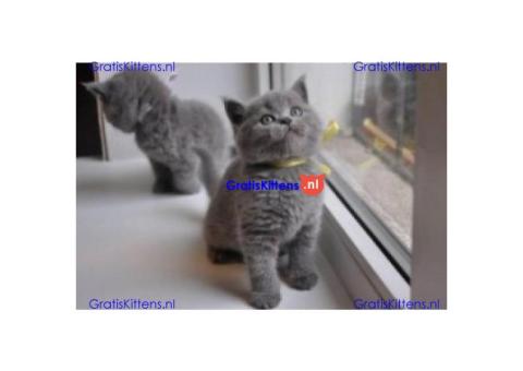 Britse Korthaar/Scottish Fold Blauw en Lilac kitten €  Whatsapp-nummer: +32 460224753