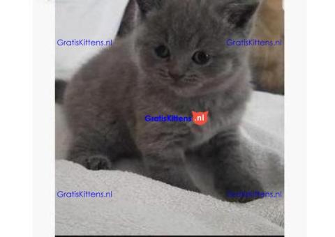 Britse Korthaar/Scottish Fold Blauw en Lilac kitten €  Whatsapp-nummer: +32 460224753