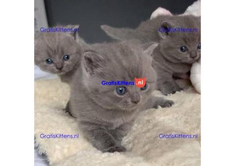 Britse Korthaar/Scottish Fold Blauw en Lilac kitten €  Whatsapp-nummer: +32 460224753