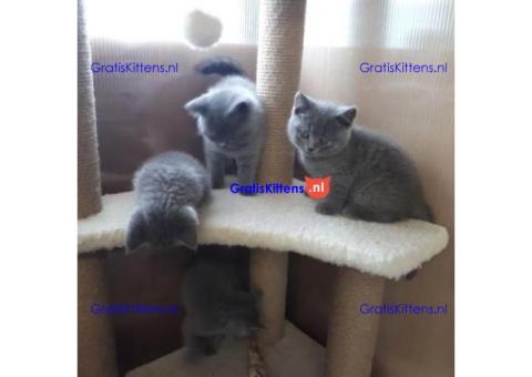 Britse Korthaar/Scottish Fold Blauw en Lilac kitten €  Whatsapp-nummer: +32 460224753