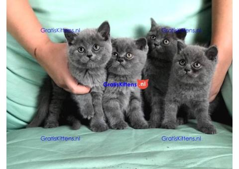 Britse Korthaar/Scottish Fold Blauw en Lilac kitten €  Whatsapp-nummer: +32 460224753