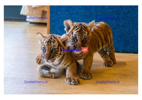 Britse Korthaar/Scottish Fold Blauw en Lilac kitten €  Whatsapp-nummer: +32 460224753
