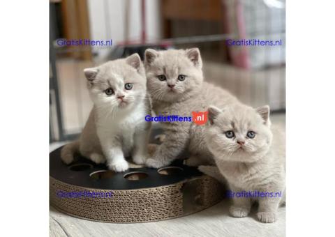 Britse Korthaar/Scottish Fold Blauw en Lilac kitten €  Whatsapp-nummer: +32 460224753