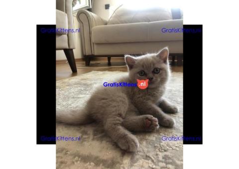 Britse Korthaar/Scottish Fold Blauw en Lilac kitten €  Whatsapp-nummer: +32 460224753