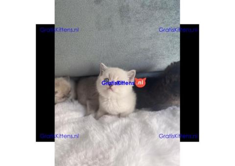 Britse Korthaar/Scottish Fold Blauw en Lilac kitten €  Whatsapp-nummer: +32 460224753