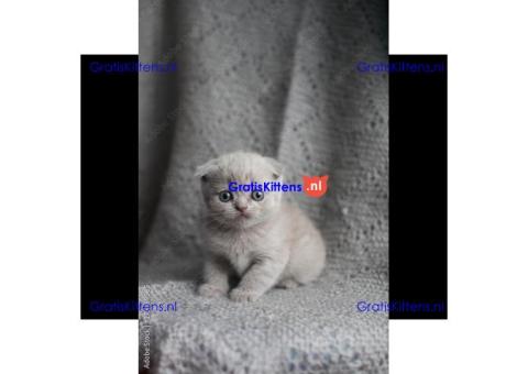 Britse Korthaar/Scottish Fold Blauw en Lilac kitten €  Whatsapp-nummer: +32 460224753