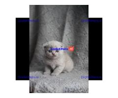 Britse Korthaar/Scottish Fold Blauw en Lilac kitten €  Whatsapp-nummer: +32 460224753
