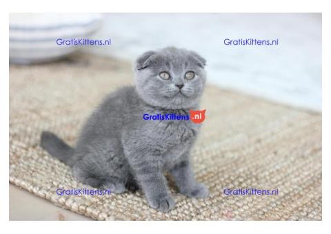 Britse Korthaar/Scottish Fold Blauw en Lilac kitten €  Whatsapp-nummer: +32 460224753