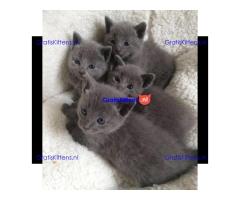 Britse Korthaar/Scottish Fold Blauw en Lilac kitten €  Whatsapp-nummer: +32 460224753
