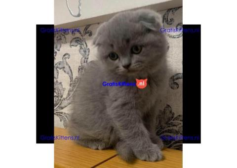 Britse Korthaar/Scottish Fold Blauw en Lilac kitten €  Whatsapp-nummer: +32 460224753