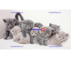 Britse Korthaar/Scottish Fold Blauw en Lilac kitten €  Whatsapp-nummer: +32 460224753