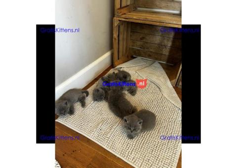 Britse Korthaar/Scottish Fold Blauw en Lilac kitten €  Whatsapp-nummer: +32 460224753