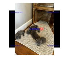 Britse Korthaar/Scottish Fold Blauw en Lilac kitten €  Whatsapp-nummer: +32 460224753