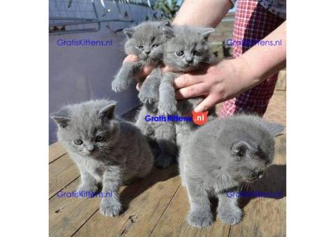 Britse Korthaar/Scottish Fold Blauw en Lilac kitten €  Whatsapp-nummer: +32 460224753