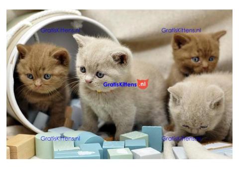 Britse Korthaar/Scottish Fold Blauw en Lilac kitten €  Whatsapp-nummer: +32 460224753