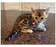 Bengaalse kitten voor adoptie
