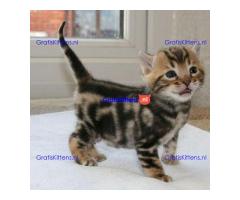 Goed opgevoede Bengaalse kittens