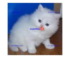 Perzische kittens ter adoptie