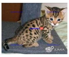 Schattige Bengaalse kittens ter adoptie
