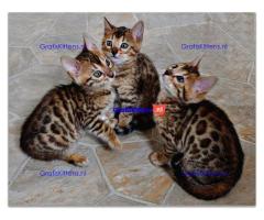 Vriendelijke Bengaalse kittens ter adoptie.